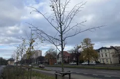 Gdańsk sadzi nowe drzewa. Na początek w Oliwie