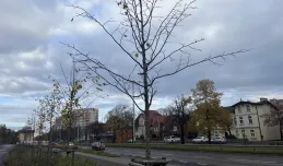 Gdańsk sadzi nowe drzewa. Na początek w Oliwie