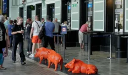 O co chodzi z pomarańczowymi dzikami w Gdyni? Tajemnica wyjaśniona