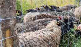 Akt oskarżenia ws. afery z owcami nad Motławą
