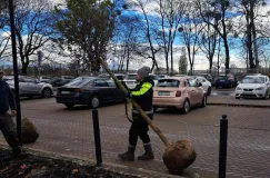 Blisko 70 nowych drzew w Sopocie. W ciągu roku prawie 200