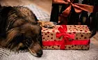 Zwierzak to nie jest świąteczny prezent. Schronisko zawiesza adopcje