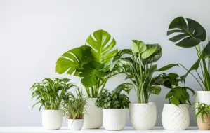 5 roślin domowych, które przetrwają najtrudniejsze warunki
