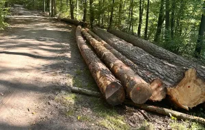 Wycinka lasów w TPK będzie bardzo ograniczona