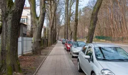 Będzie plan na utrzymanie alei drzew w Sopocie