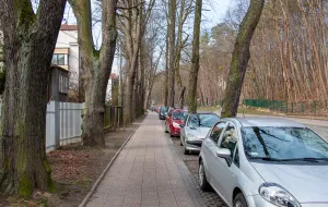 Będzie plan na utrzymanie alei drzew w Sopocie