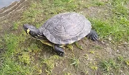 Mieszkańcy nie chcą żółwia w parku
