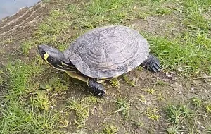 Mieszkańcy nie chcą żółwia w parku
