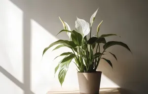10 roślin oczyszczających powietrze. Jakie kwiaty do domu oczyszczają powietrze?