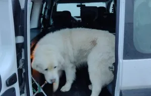 Zagubiony psiak trafił na przewodnika policyjnych psów