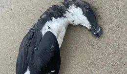 Martwy pingwin na plaży w Gdyni?