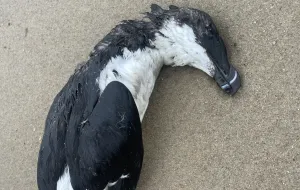 Martwy pingwin na plaży w Gdyni?