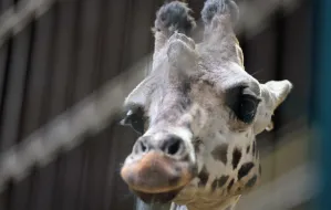 Nowa samica żyrafy w zoo. Będzie hodowla żyraf