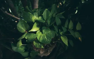 10 roślin do cienia. Jakie rośliny dobrze rosną w cieniu?