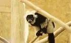 Lemury przyjechały do gdańskiego zoo