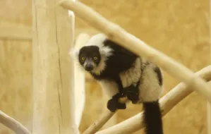 Lemury przyjechały do gdańskiego zoo