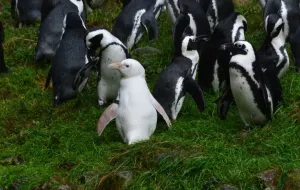 Kokosanka zostanie światowym pingwinem roku? Trwa głosowanie