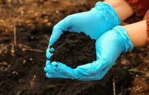 Jak zakwasić ziemię? 4 sposoby na zakwaszenie gleby