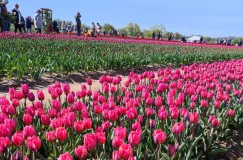 Tulipanowe pole do zrywania kwiatów już otwarte