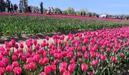 Tulipanowe pole do zrywania kwiatów już otwarte
