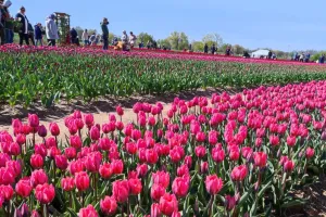 Tulipanowe pole do zrywania kwiatów już otwarte