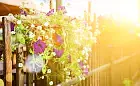 Kwiaty na balkon słoneczny. Jakie kwiaty na słoneczny balkon?