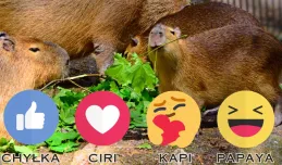 Jak nazwać dwie małe kapibary? Trwa głosowanie