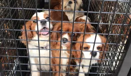 Zarzuty znęcania się nad 66 psami dla właścicieli pseudohodowli