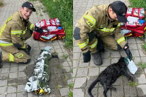 Strażacy w ostatniej chwili uratowali tonącego kota