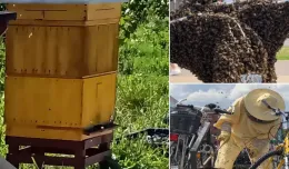 Pszczoły z roweru zadomowiły się już w ulu