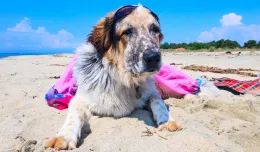 Coraz więcej psów na plaży. Prawdziwy problem czy wydumany?