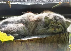Wyjątkowy dziki kot zamieszkał w gdańskim zoo. Zobacz manula stepowego
