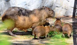 Cztery kapibary przyszły na świat w gdańskim ZOO