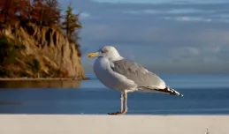 Blisko, a jednak daleko, czyli trójmiejska fatamorgana