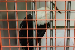Bocian nic nie przeskrobał, a trafił za kratki. Pomogą mu w lecznicy