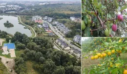 Śliwy, jabłonie, wiśnie, czereśnie. Powstanie pierwszy miejski sad