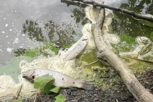 Zanieczyszczenie wody przyczyną padnięcia ryb w Pustym Stawie