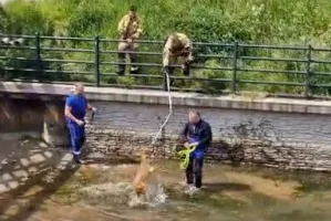 Sarna wpadła do kanału i szczekała ze strachu