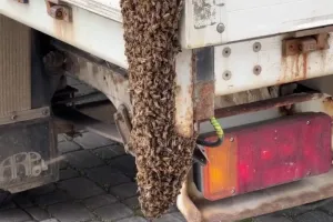 Rój pszczół na ciężarówce. Pomógł pszczelarz