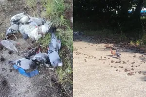 Martwe gołębie porzucone w Gdyni. Zostaną zbadane
