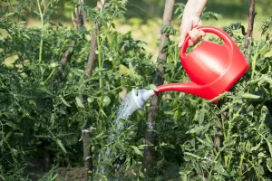 Podlewanie pomidorów wodą z mlekiem. Naturalny sposób na zdrowe warzywa