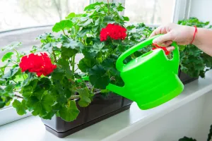 Jak często podlewać pelargonie?  O tych zasadach musisz pamiętać