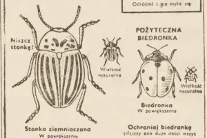 Jak latem stonki w Trójmieście poszukiwano