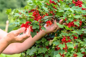 Kiedy przycinać porzeczkę? Możesz to zrobić już wkrótce