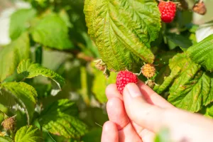 Kiedy przycinać maliny? O tych datach musisz pamiętać