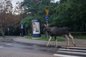 Spacer łosia po Gdańsku i Sopocie. Odpoczywał pod urzędem, nad ranem trafił do lasu