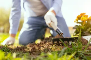 Kiedy sadzić krokusy? Zrób to jesienią, a wiosną pojawią się kolorowe kwiaty