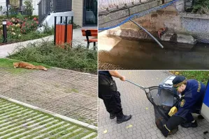 Lisy w opałach: jeden w kanale, drugi na parkingu