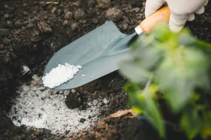 Czy można sypać wapno pod drzewka owocowe?