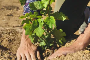Kiedy sadzić winorośl? Za kilka dni może być za późno